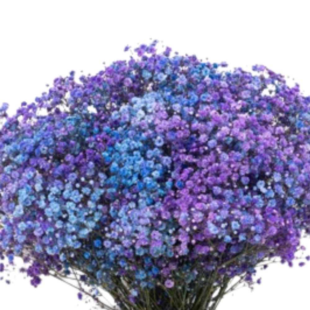 Гипсофила краш. экселенс рейнбоу блу пепл в Москве