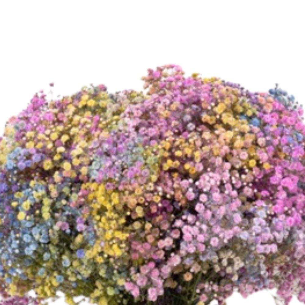 Гипсофила краш. экселенс рейнбоу фентези в Москве