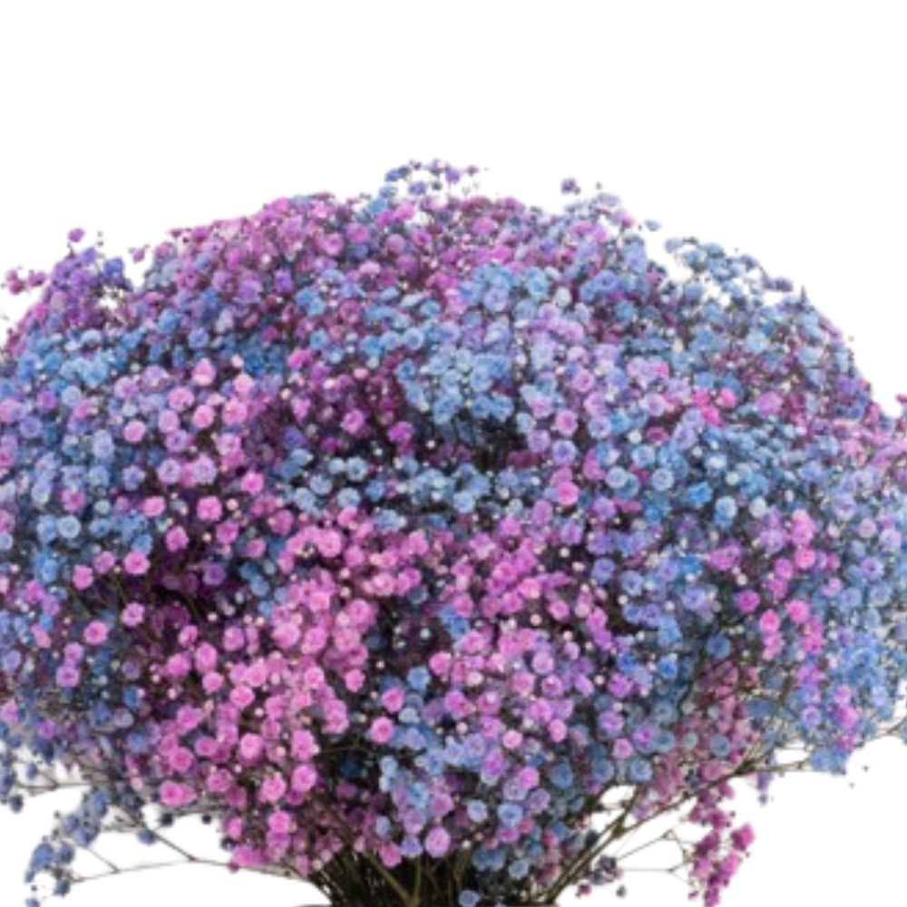 Гипсофила краш. экселенс рейнбоу пинк блу в Москве