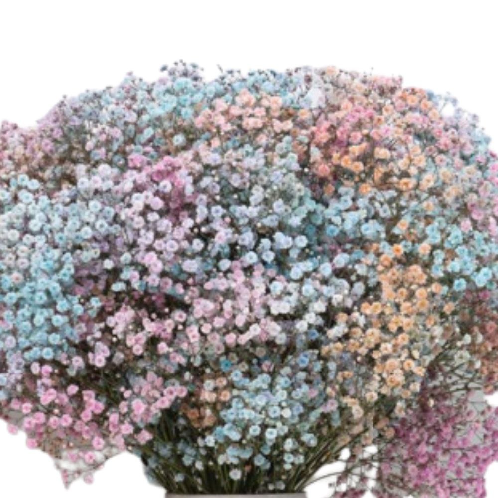 Гипсофила краш. экселенс кенди рейнбоу в Москве