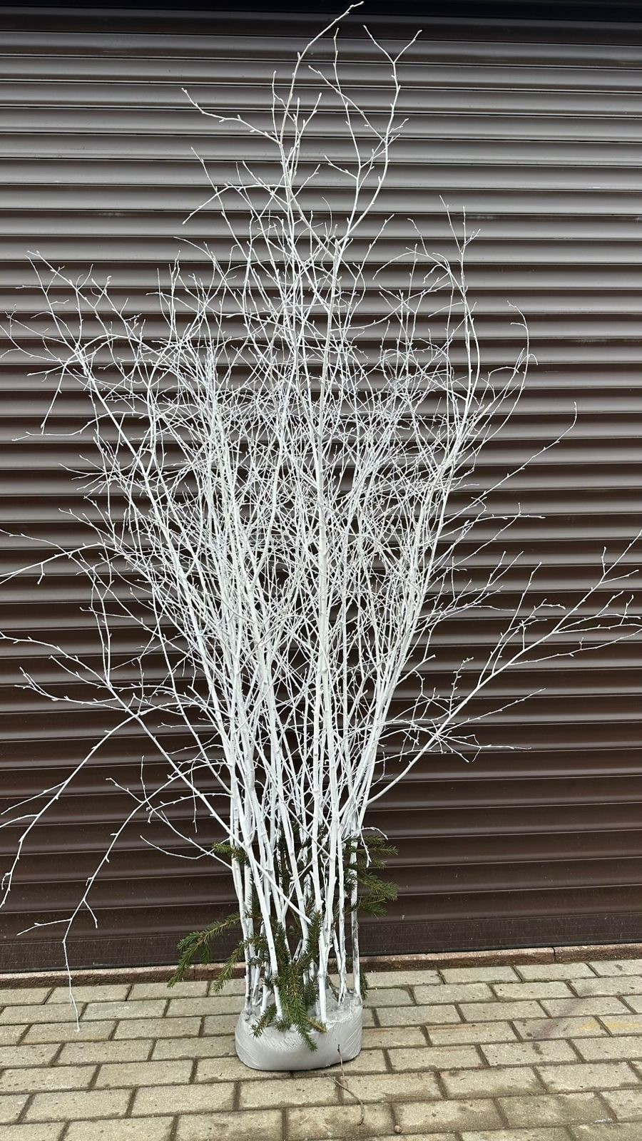 Ветки березы в гипсе в Москве