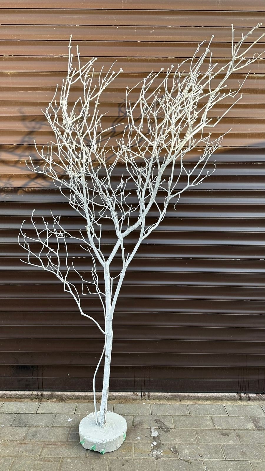 Дерево сирени в бетоне в Москве