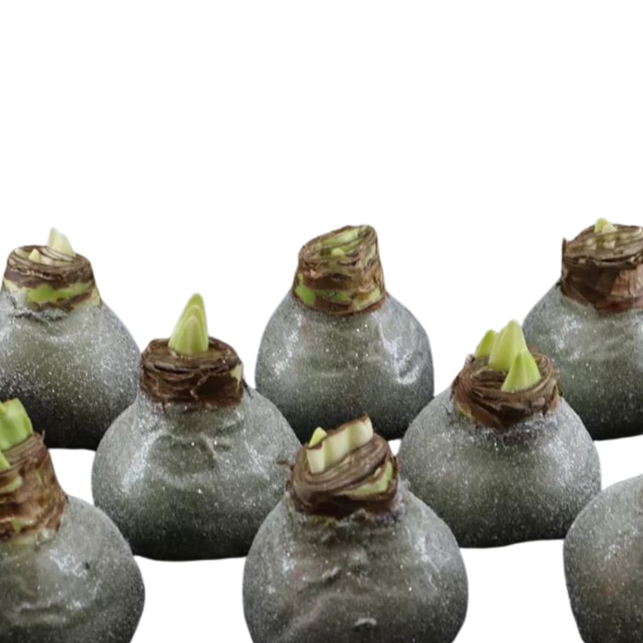 Декор луковица гиппеаструм в воске оливковая с блестками в Москве