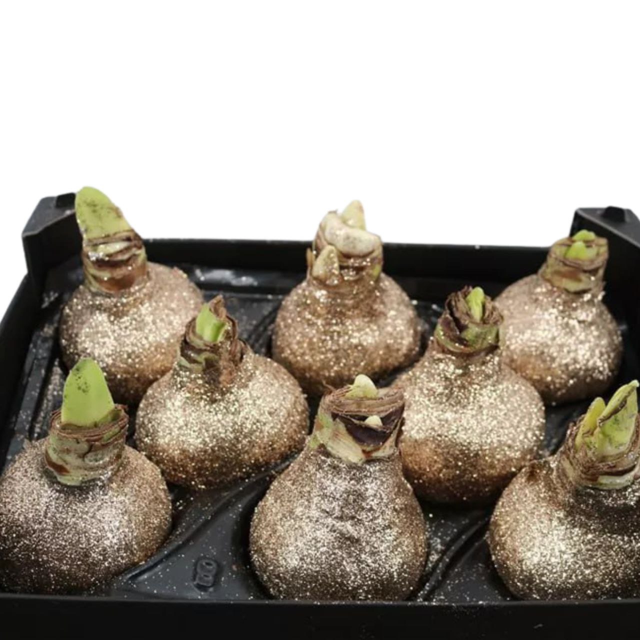 Декор луковица гиппеаструм в воске топлайн титан с блестками в Москве