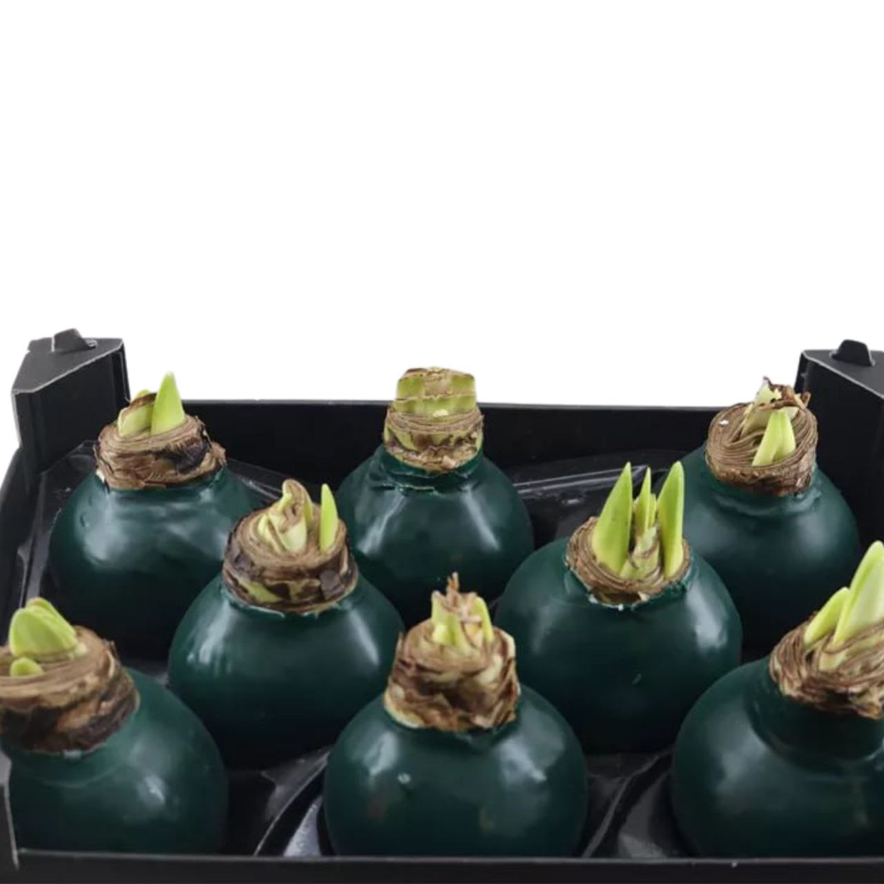 Декор луковица гиппеаструм в воске сосново-зеленый в Москве