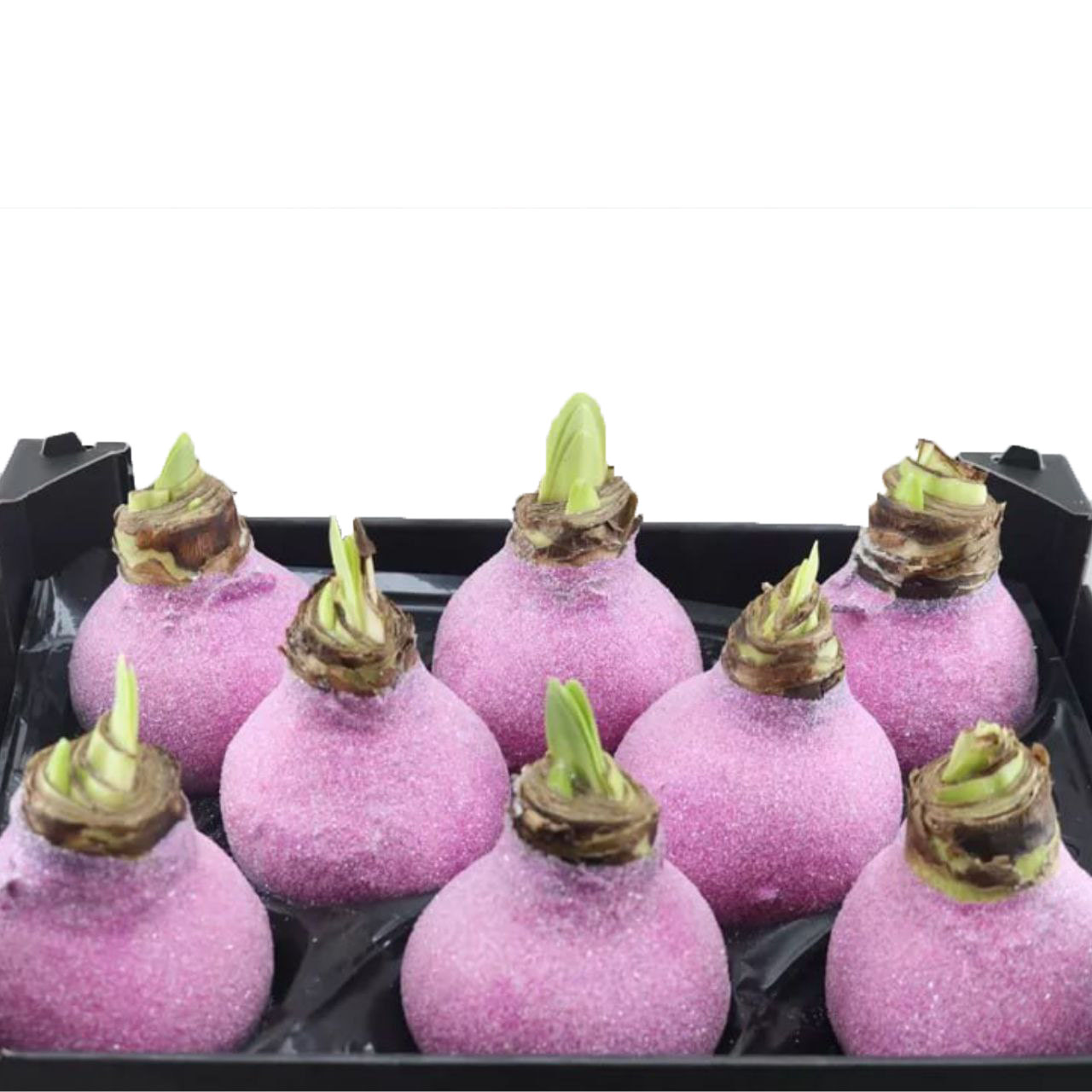 Декор луковица гиппеаструм в воске фуксия с блестками в Москве