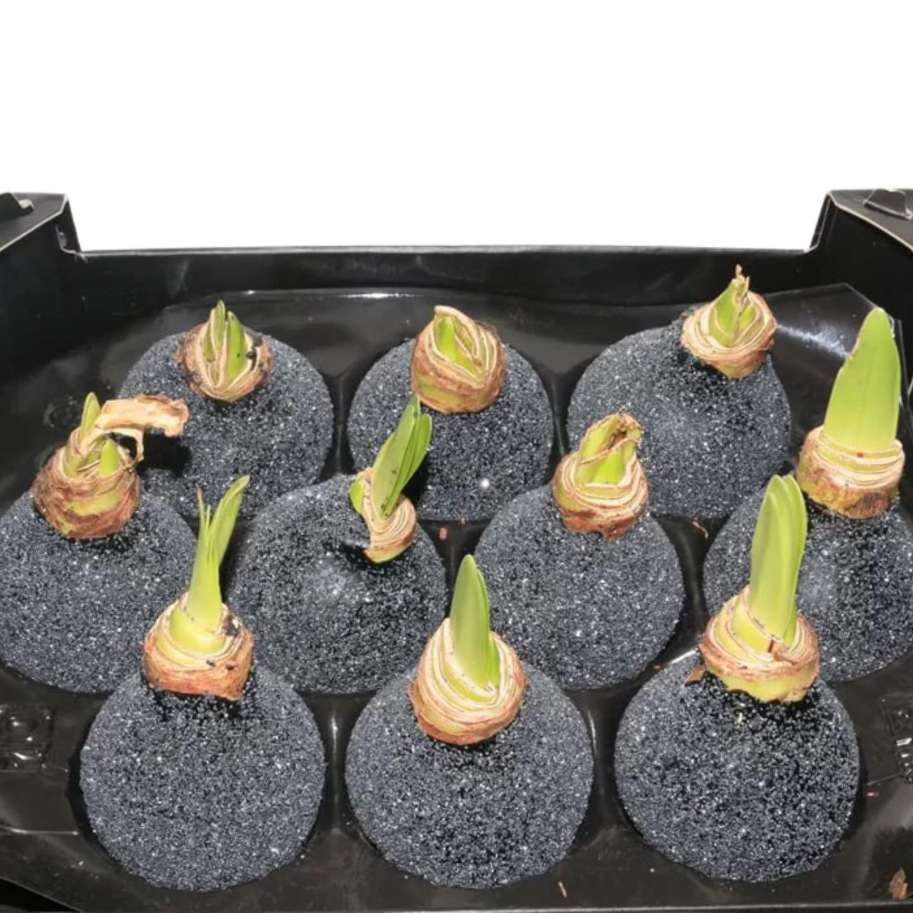 Декор луковица гиппеаструм  в воске черная с блестками в Москве