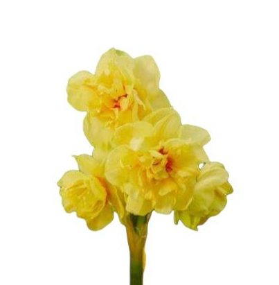 Нарцисс махровый фейрнесс