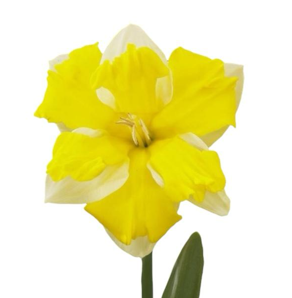 Нарцисс банана дайкири