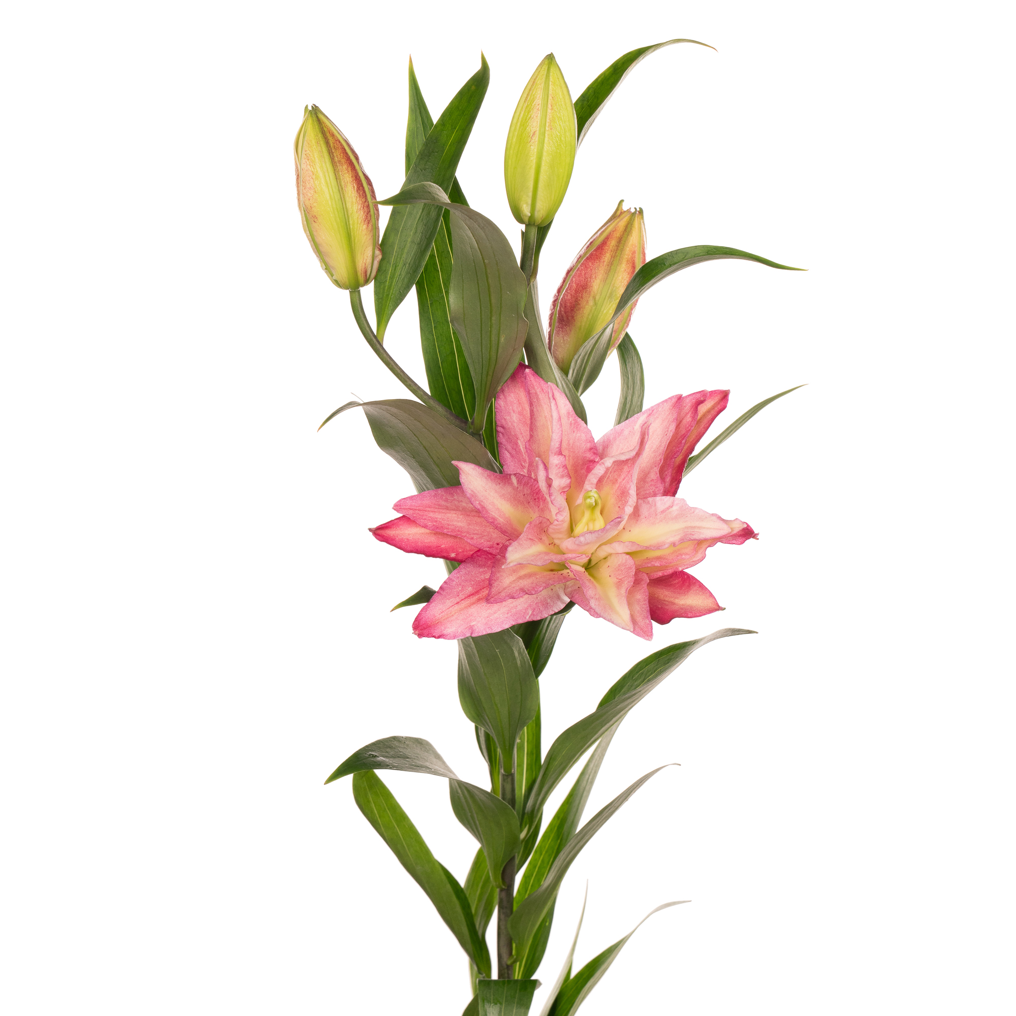 Лилия восточная роузлили рианна в Москве