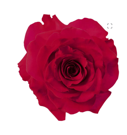 Роза однг френч кисс в Новосибирске