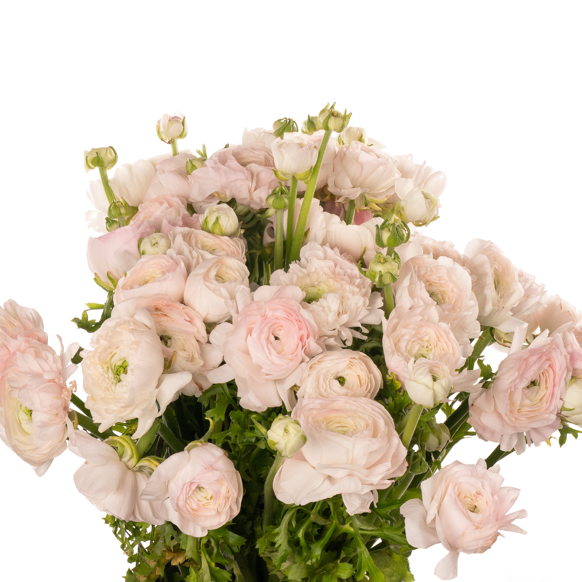 Ранункулус клуни дрим х50 в Москве