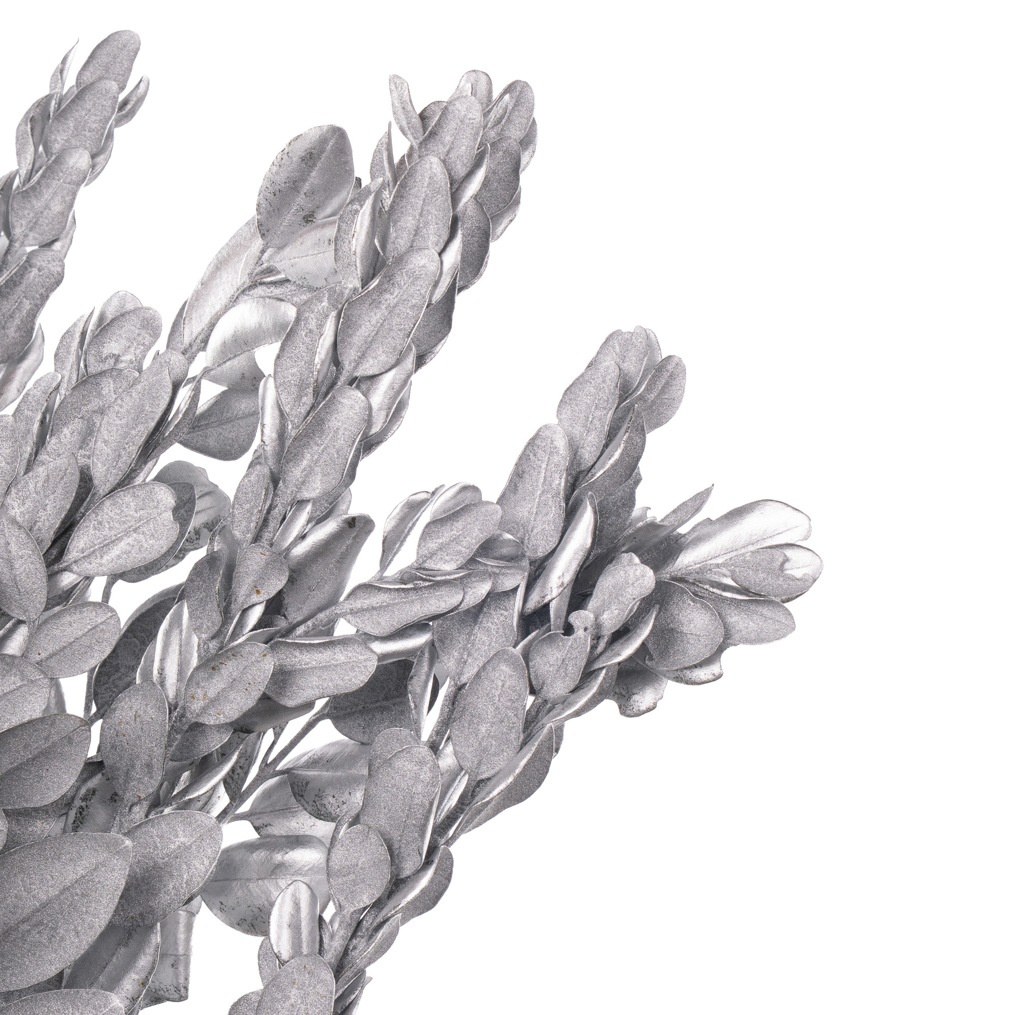 Метросидерос краш. серебряный в Москве