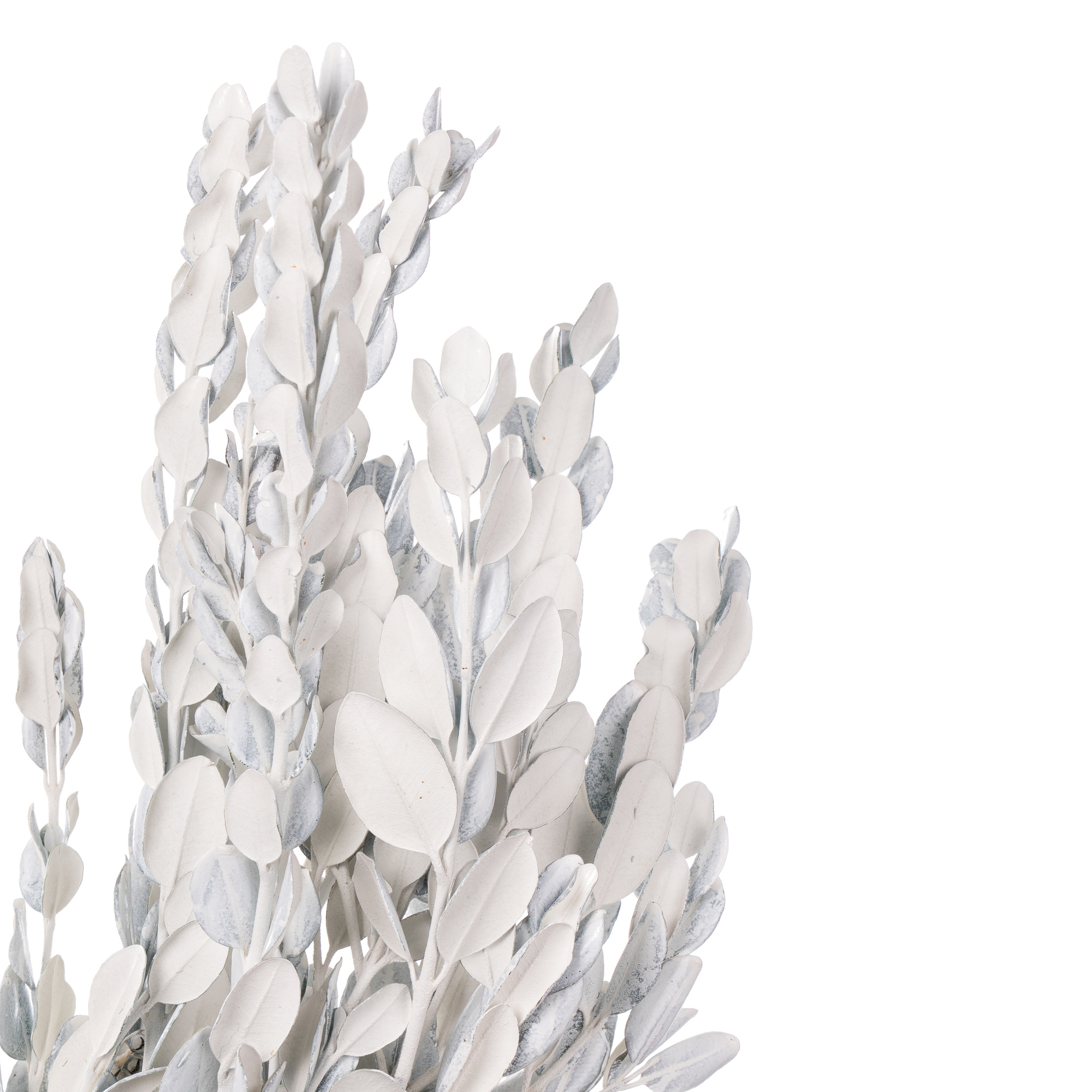 Метросидерос краш. белый в Москве