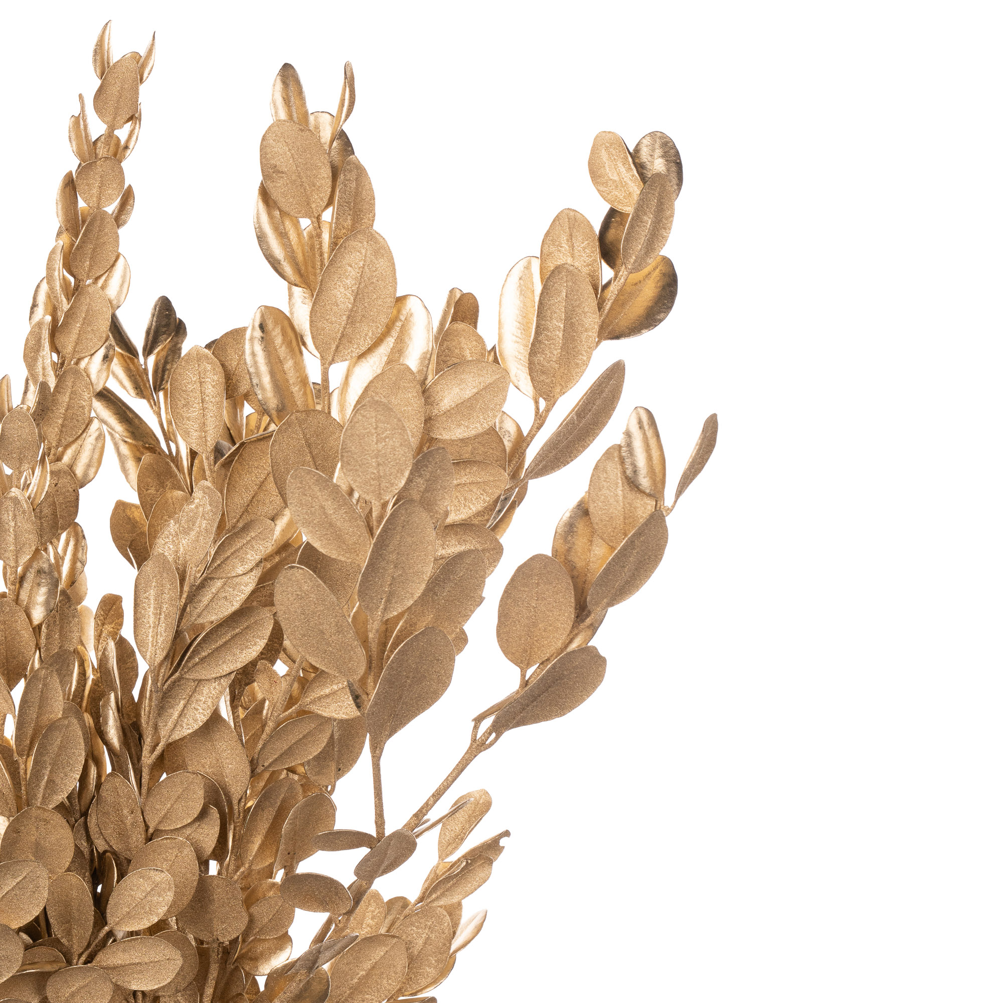 Метросидерос краш. золотой в Москве