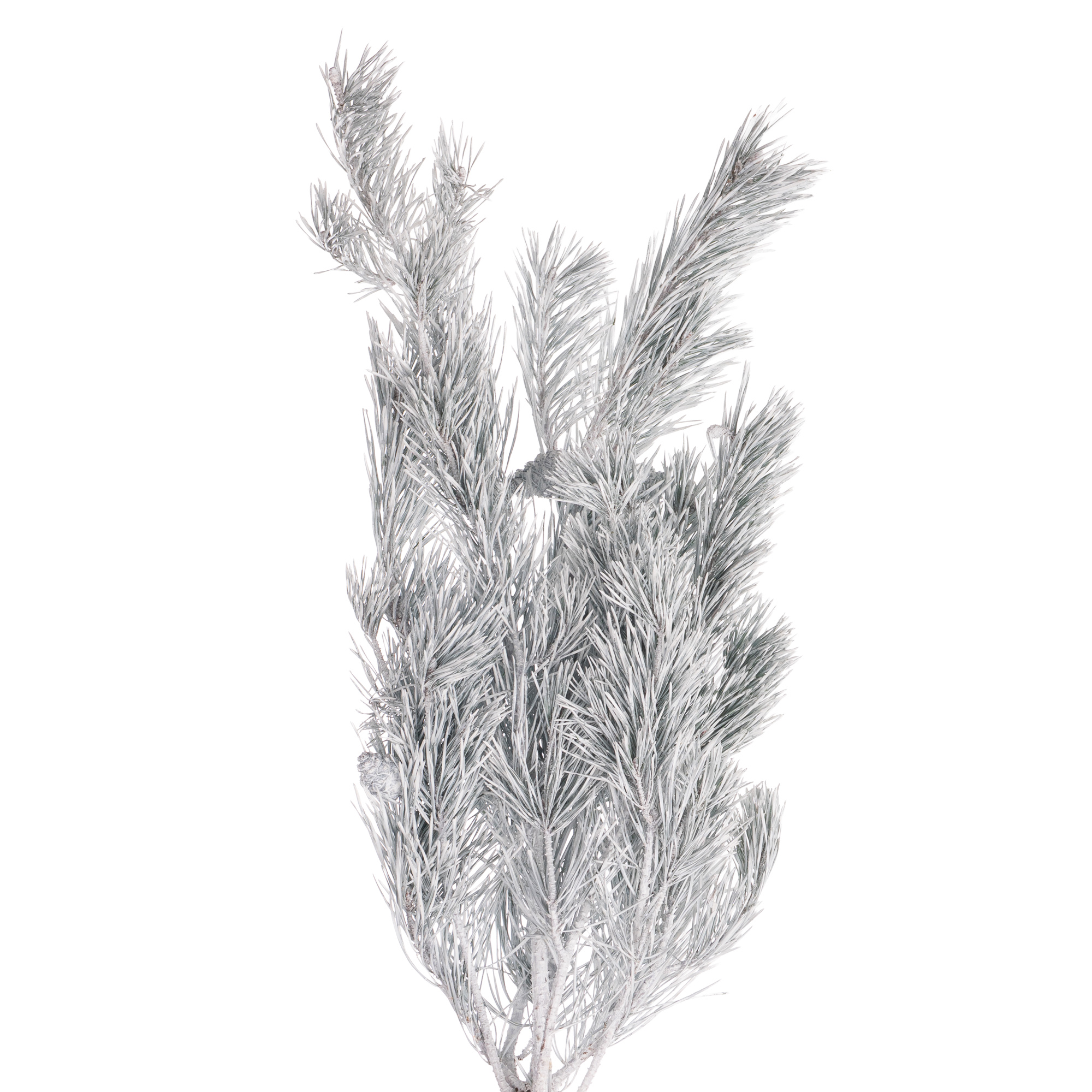 Ветки Сосна краш. синий белая в Москве