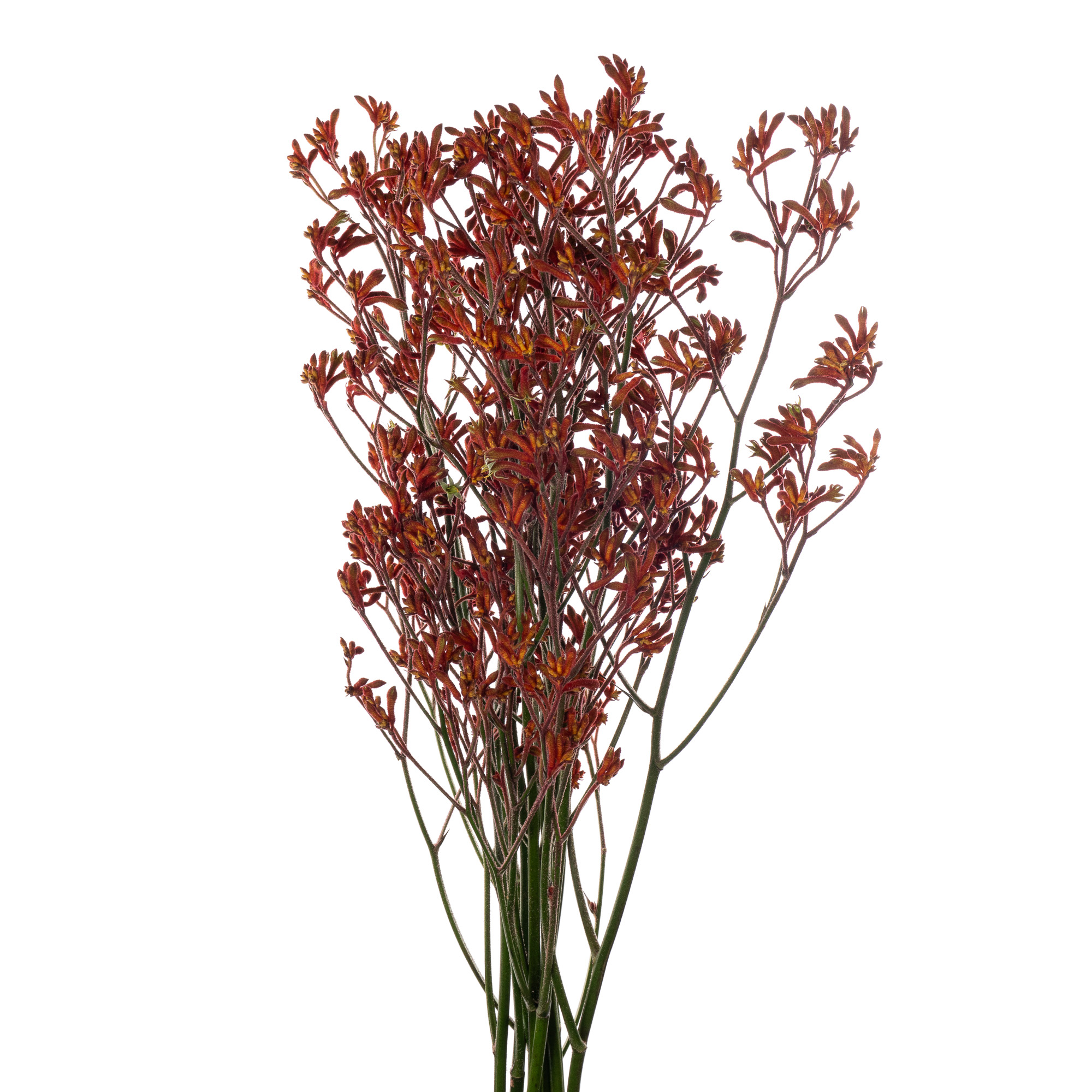 Анигозантус скиппи монинг сан в Москве