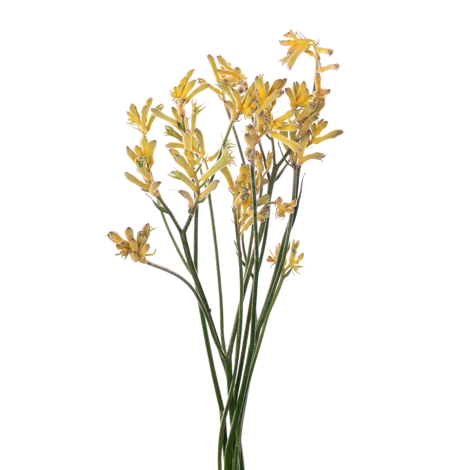 Анигозантус аврора в Москве