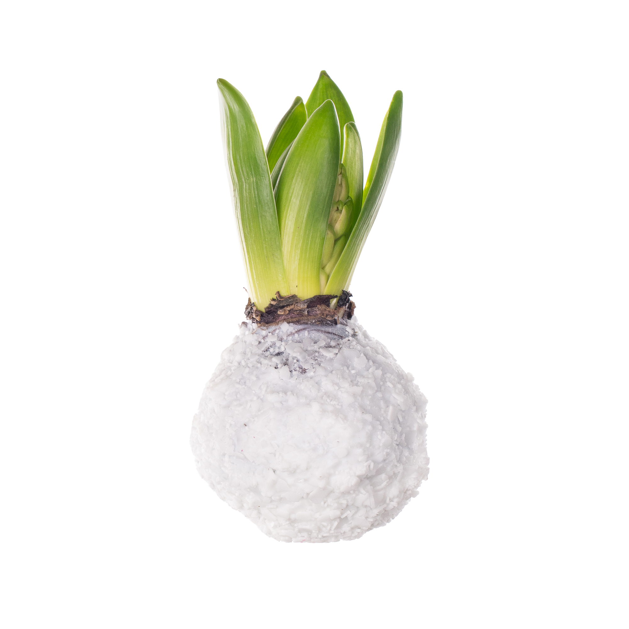 Декор луковица гиацинта топлайн в воске белая заснежанная в Москве