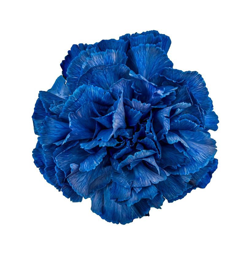 Carnation tinted indie