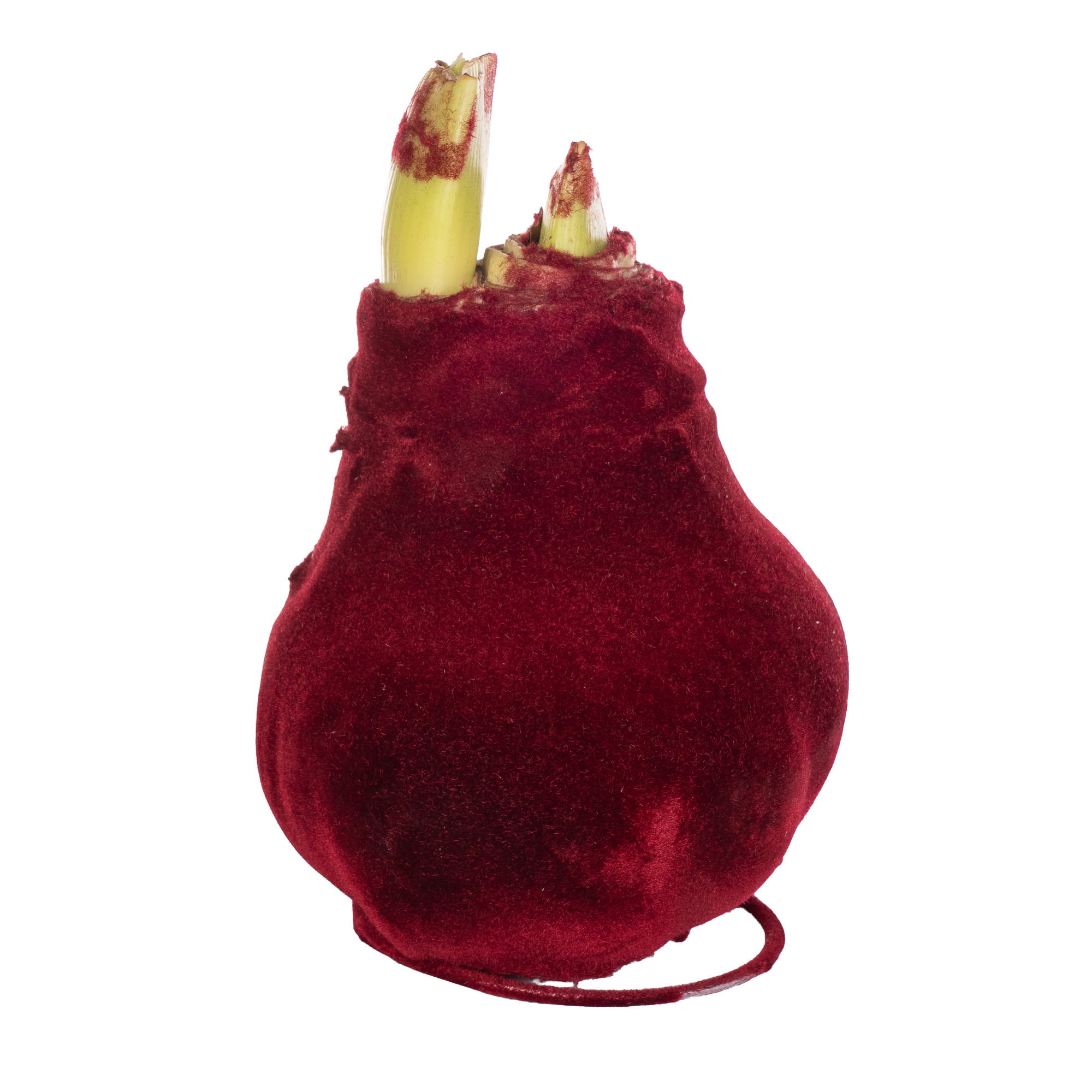 WAX HIPP VELVET BORDEAUX