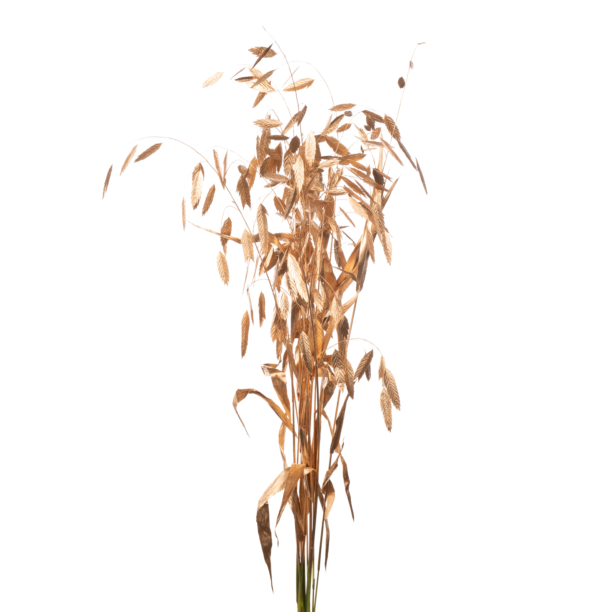 Хасмантиум краш. антик золотой в Москве