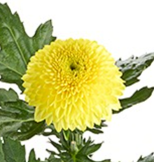 Хризантема однг супербоул еллоу в Москве