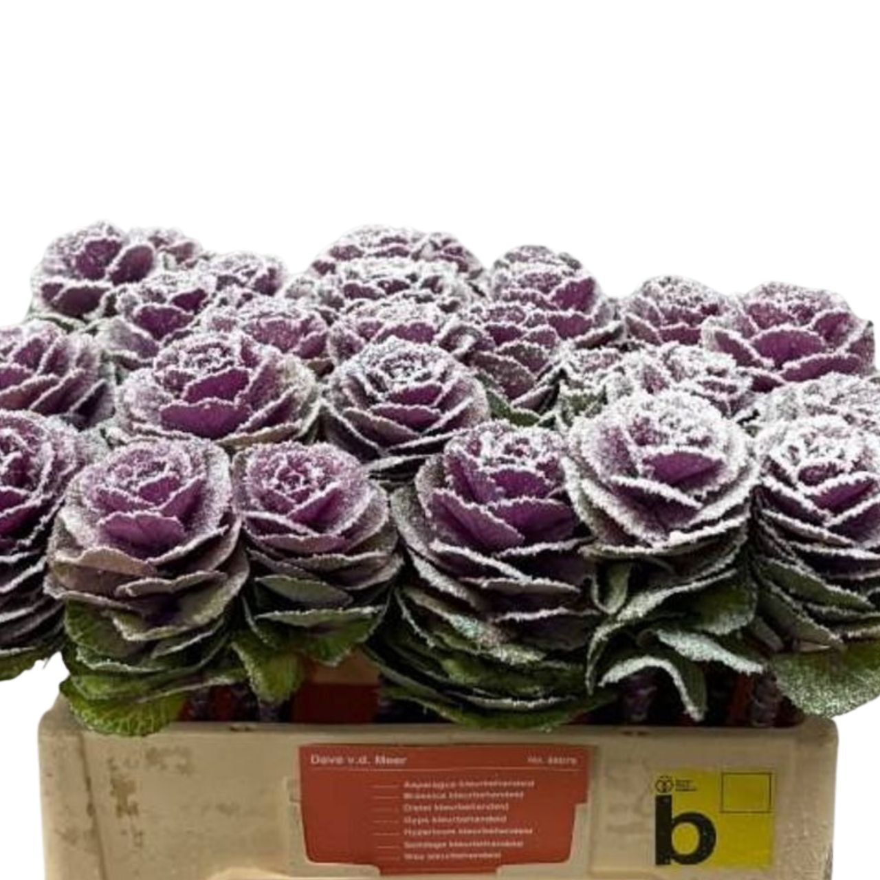 Брассика заснеж. ред крэйн в Москве