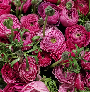 Ранункулус клуни фентези виола х50 в Москве