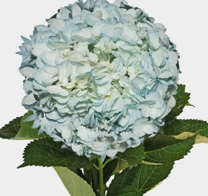 Гидрангия краш. премиум азур блу в Москве
