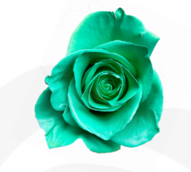 Роза краш. однг кловер стар в Москве