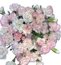 Гвоздика куст фловинг клаудс в Москве