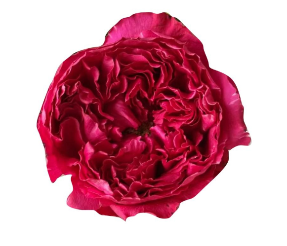 Роза однг пеони сплендор в Москве