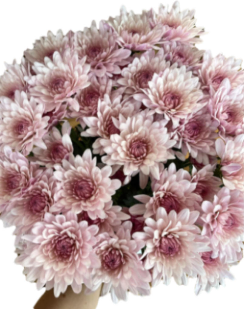 Хризантема куст элоди в Москве