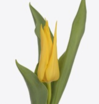 Тюльпан лилиецветный гламур в Москве