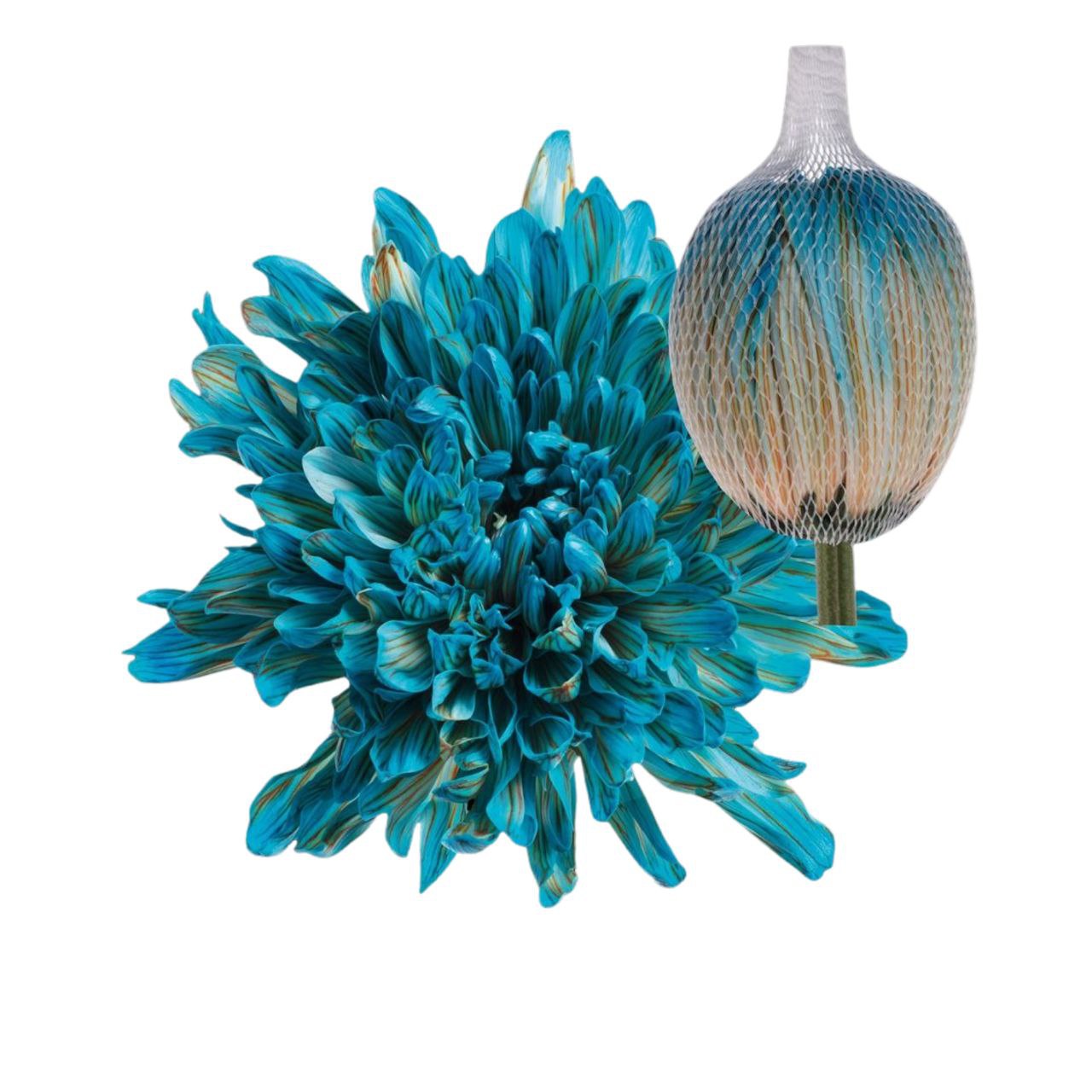 Хризантема краш. однг антонов блу бей в Москве