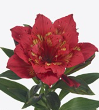 Альстромерия астронова ригель в Москве