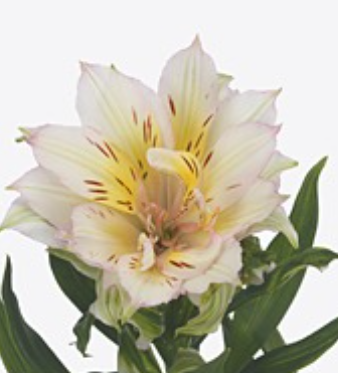 Альстромерия астронова табит в Москве