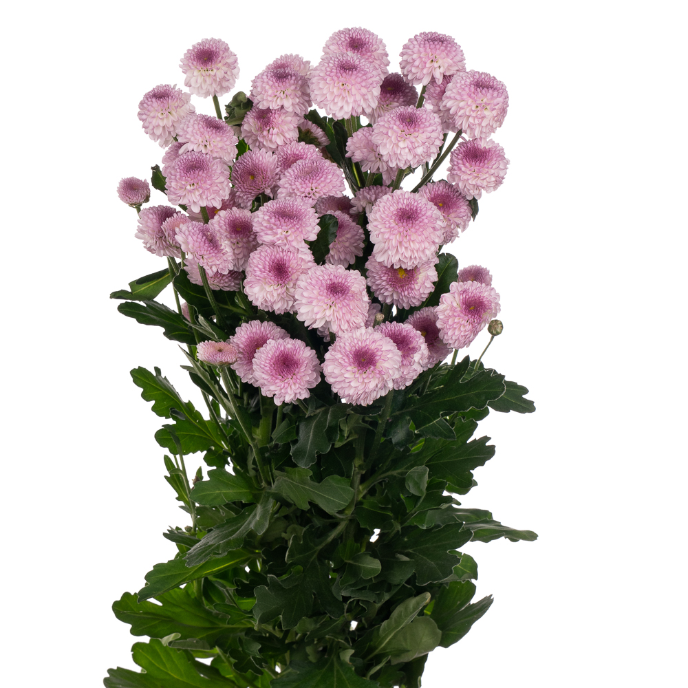 Хризантема куст шугарбанни