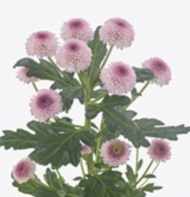 Хризантема са шугарбанни в Москве