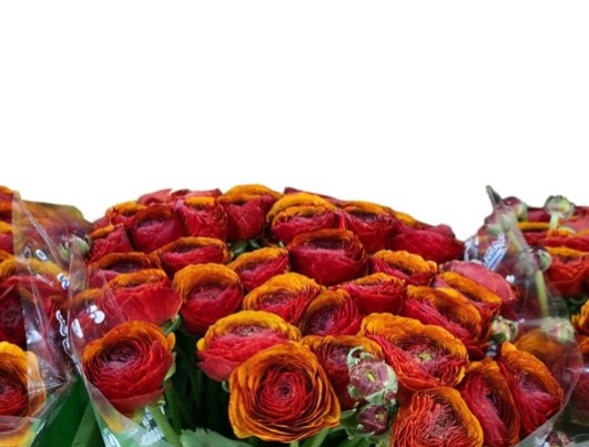 Ранункулус клуни брауни х50 в Москве