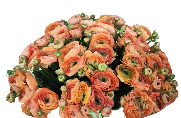 Ранункулус клуни деа х50 в Москве