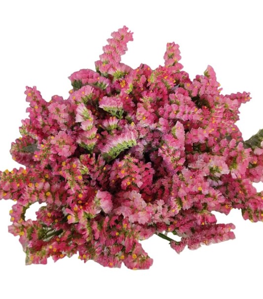 Статица коралло в Москве