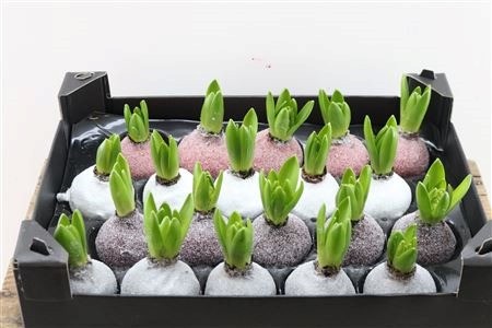 Декор луковица гиацинт в воске  микс с блестками в Москве