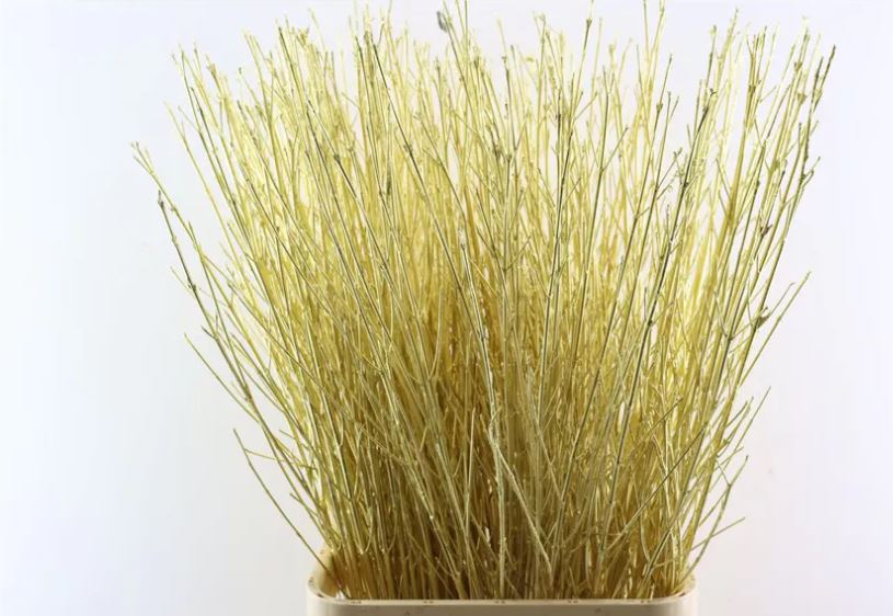 Ветки Дерен краш. золотой в Москве