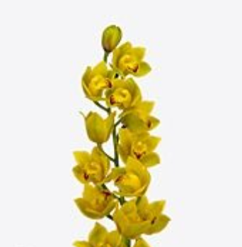 Цимбидиум мини вишфлор в Москве