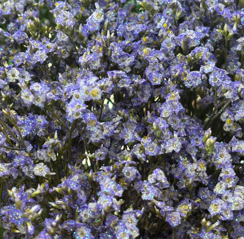 Лимониум краш. с блестками пина колада лавандовый в Москве