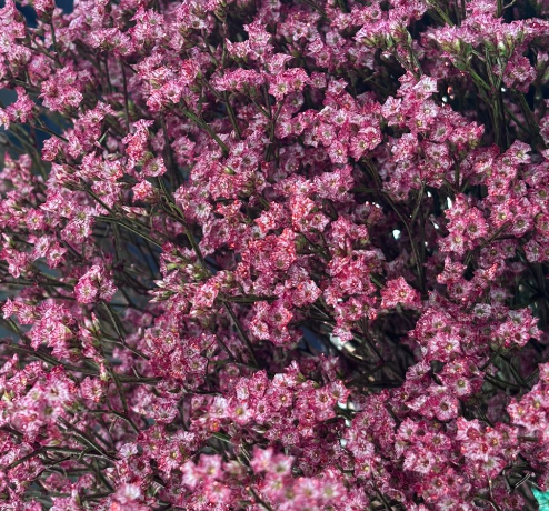 Лимониум краш. с блестками пина колада красный в Москве