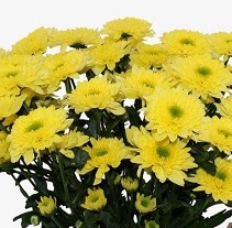 Хризантема куст коммандер еллоу в Санкт-Петербурге