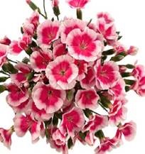 Гвоздика куст хуа куи в Москве